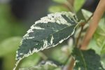 Zelkova serrata  Goshiki   (Goshiki Variegated Zelkova) Discount