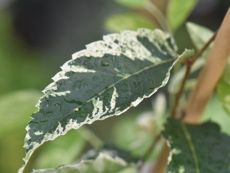 Zelkova serrata  Goshiki   (Goshiki Variegated Zelkova) Discount