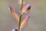 Salix gilgiana (Winter Willow) Supply