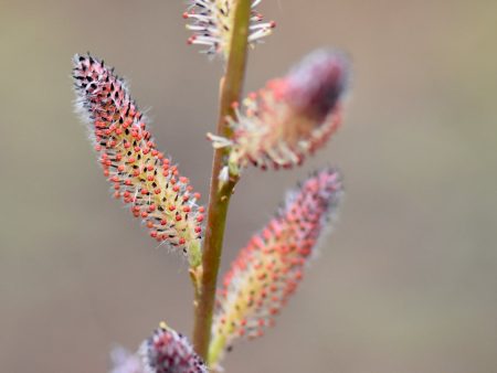 Salix gilgiana (Winter Willow) Supply