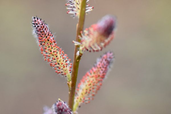 Salix gilgiana (Winter Willow) Supply