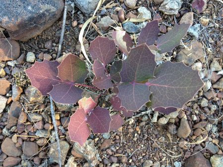 Mahonia pumila (Dwarf Barberry) Sale