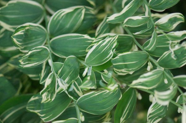 Polygonatum x hybridum  Striatum (Solomon s Seal) Online Sale