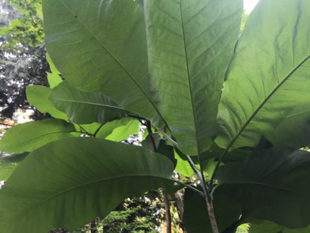 Magnolia macrophylla var. ashei (Banana Leaf Magnolia) Fashion