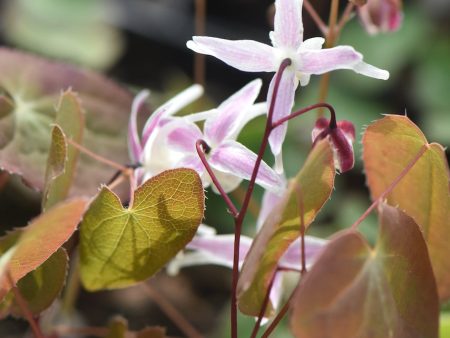 Epimedium  Hagoromo  (Bishop s Hat) For Cheap