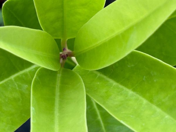 Illicium parviflorum  (Yellow Anise Tree) Discount