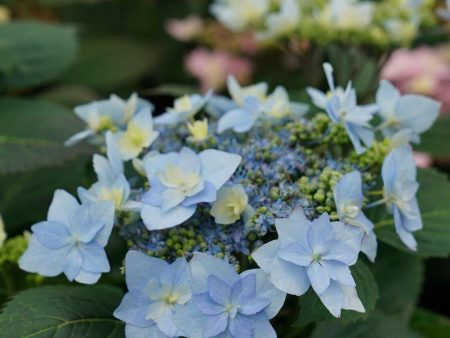 Hydrangea serrata  Tuff Stuff Ah Ha   (Mountain Hydrangea) Online Hot Sale