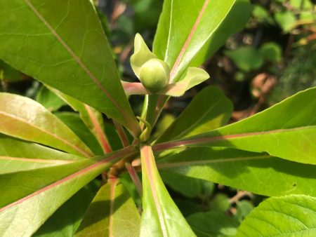 Gordlinia x grandiflora (Sweet Tea) Hot on Sale