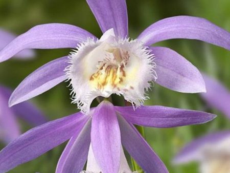 Pleione formosana  Rossini   (Hardy Orchid) Fashion