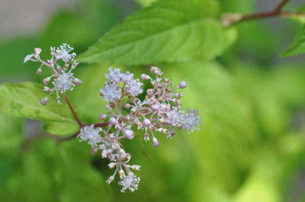 Cardiandra alternifolia (Herbaceous Hydrangea) Hot on Sale