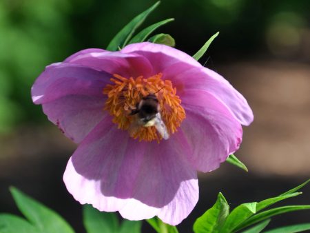 Paeonia anomala (Woodland Peony) Discount