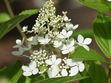 Hydrangea paniculata  Confetti  PP26582 (Dwarf Panicle Hydrangea) Online now