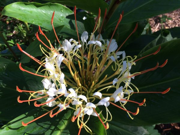 Hedychium ellipticum (Rock Butterfly Lily, Hardy Ginger) Online Hot Sale