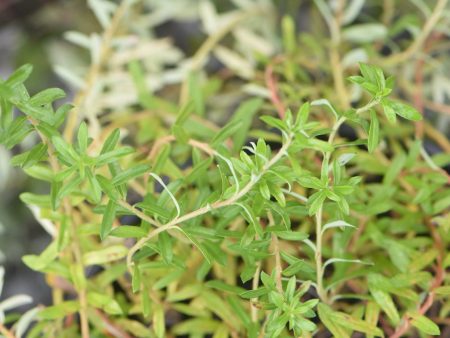 Salix hylematica  (Creeping Alpine Willow) Fashion