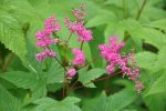 Filipendula purpurea (Japanese Purple Meadowsweet) Online Hot Sale