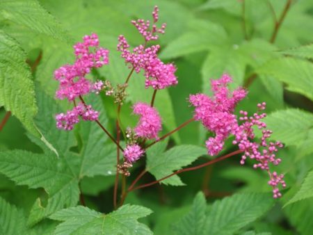 Filipendula purpurea (Japanese Purple Meadowsweet) Online Hot Sale