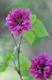 Rubus spectabalis  Olympic Double  (Double Flowering Salmonberry) For Discount