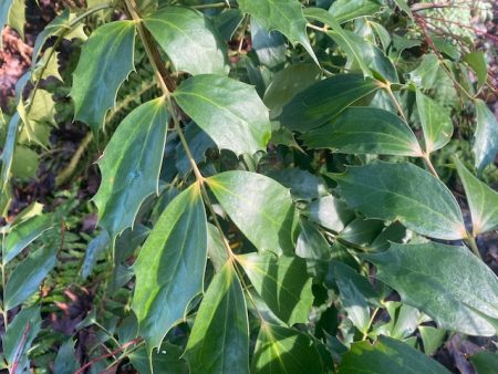 Mahonia nitens (Chinese Mahonia) Online now