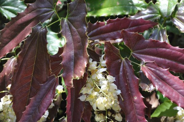 Epimedium wushanense Spiny Leaf Form (Wushan Fairy Wings) Online now