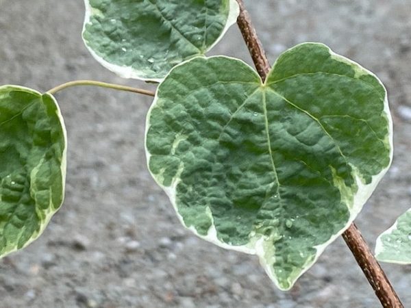 Disanthus cercidifolius  Ena Nishiki  (Redbud Hazel) For Discount