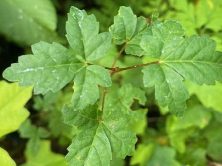 Acer glabrum ssp. glabrum AH2031 (Douglas Maple) Online now