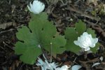 Sanguinaria canadensis  Multiplex  (Double Flowered Bloodroot) Supply