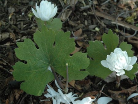 Sanguinaria canadensis  Multiplex  (Double Flowered Bloodroot) Supply