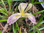 Iris chrysophylla (Yellowleaf Iris) Discount