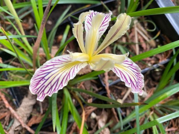 Iris chrysophylla (Yellowleaf Iris) Discount