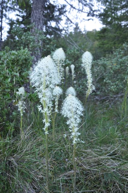 Xerophyllum tenax (Beargrass) Discount