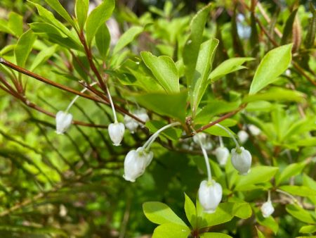 Enkianthus perulatus (White Flowering Enkianthus) Online Sale