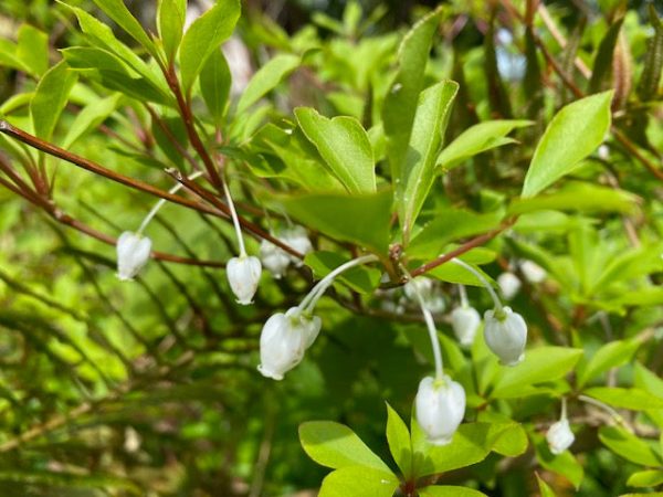 Enkianthus perulatus (White Flowering Enkianthus) Online Sale