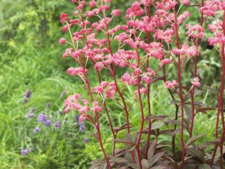 Rodgersia henrici  Cherry Blush   (Cherry Blush Rodgersia) Online now