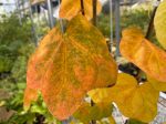 Acer platanoides ‘Tharandt’  (Round Leaf Norway Maple) Online now