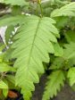 Alnus rubra f. pinnatisecta (Cutleaf Red Alder) Hot on Sale