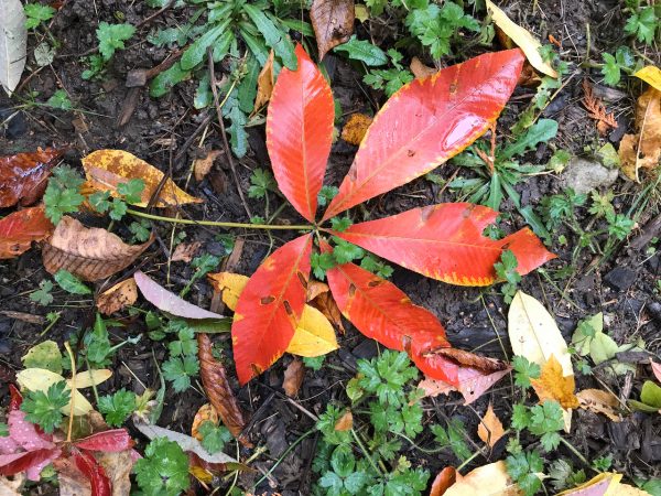 Aesculus flava (Yellow Buckeye) syn. Aesculus octandra Online now