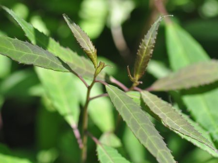 Helwingia chinensis Narrowleaf Form - Female For Sale