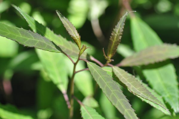 Helwingia chinensis Narrowleaf Form - Female For Sale