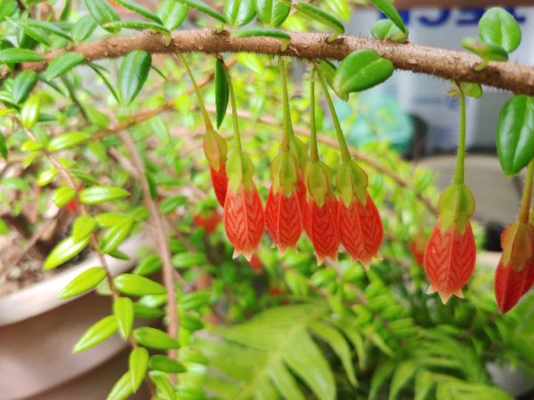 Agapetes serpens (Agapetes) on Sale