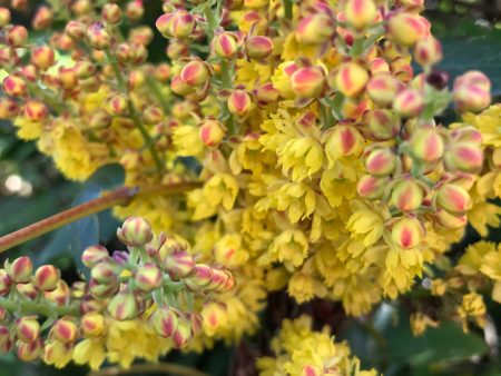 Mahonia nervosa  Red Bud  (Low Oregon Grape) Online Hot Sale