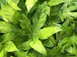 Fatsia japonica  Murakumo Nishiki  (Variegated Fatsia) Sale