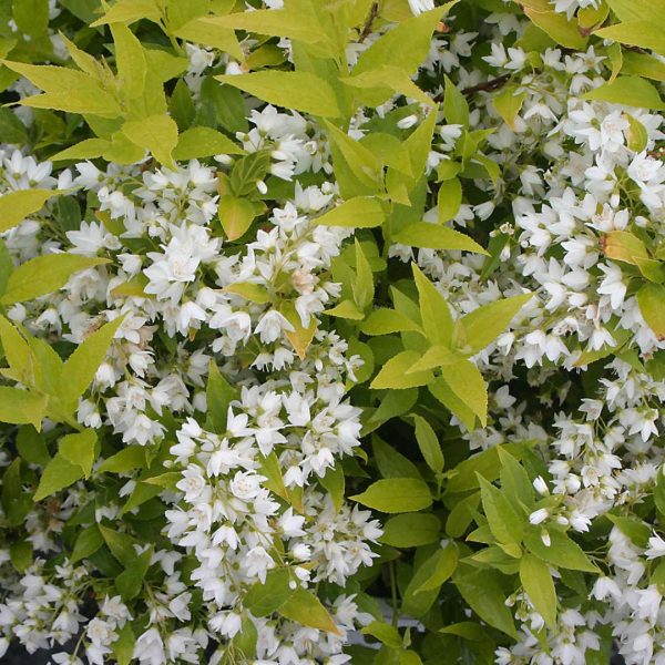 Deutzia gracilis  Chardonnay Pearls  (Chinese Snow Flower) Fashion