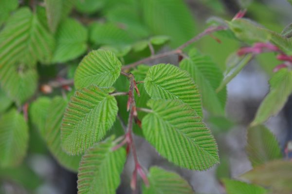 Carpinus cordata  (Heartleaf Hornbeam) For Discount