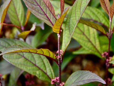 Callicarpa  Pearl Glam  (Purple Leaf Beautyberry) Fashion