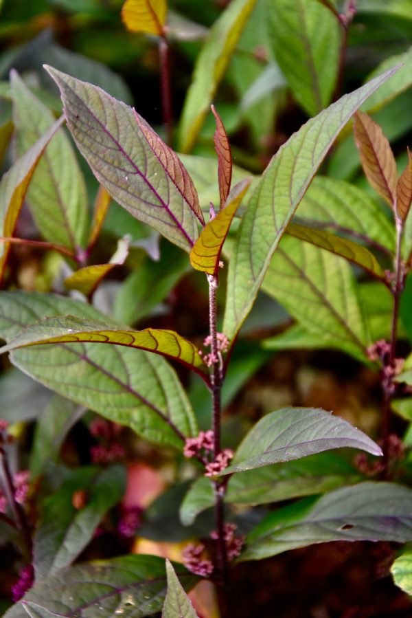 Callicarpa  Pearl Glam  (Purple Leaf Beautyberry) Fashion