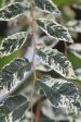 Zelkova serrata  Goshiki   (Goshiki Variegated Zelkova) Discount