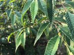 Alnus firma var. multinervis syn. Alnus pendula (Japan Alder) For Discount