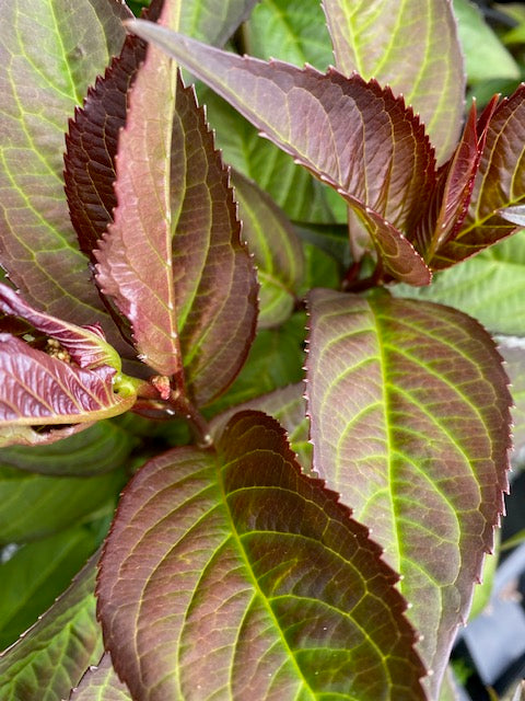 Hydrangea macrophylla  Game Changer Picotee  (Hydrangea) For Cheap