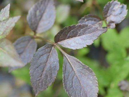 Sambucus nigra  Gerda  Black Beauty PP#12305 (Purple Leaf Elderberry) For Cheap