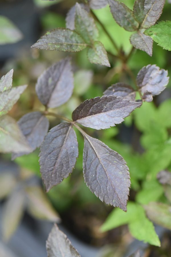 Sambucus nigra  Gerda  Black Beauty PP#12305 (Purple Leaf Elderberry) For Cheap